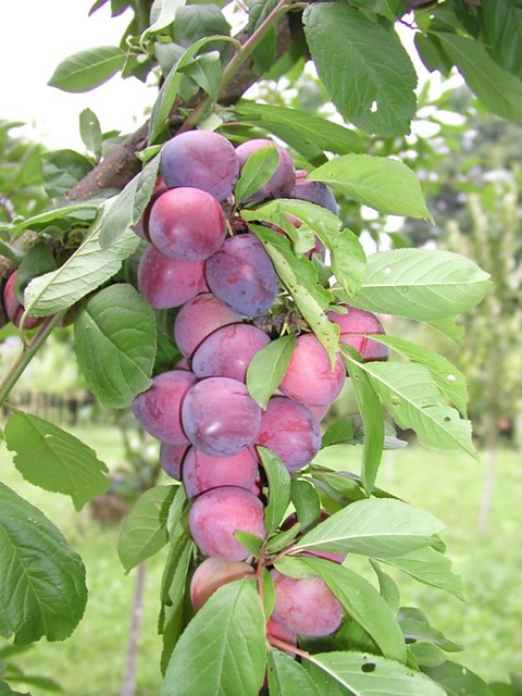 liwki