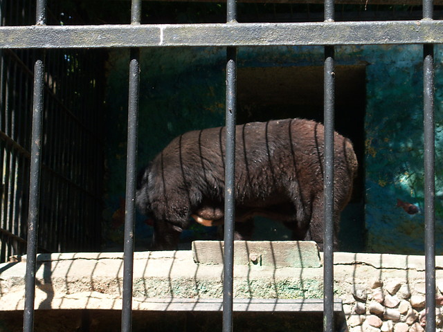 Wpis bobomrowa
