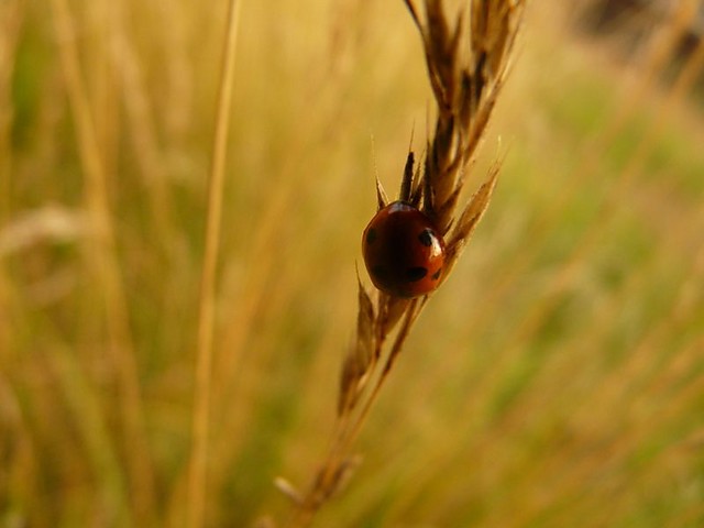 czarnobiaobiao.