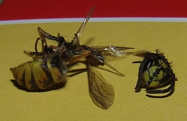 osa.