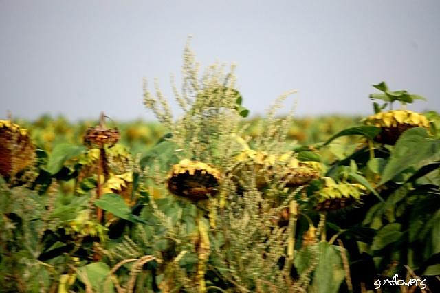sunflowers