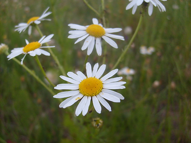 Wpis magdusia090