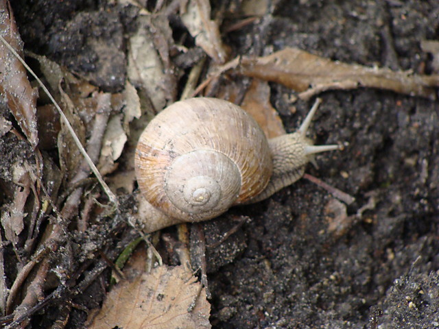 limaczek