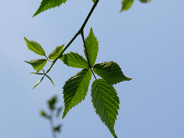 Waraka