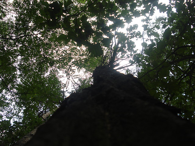 Wpis anakondaa