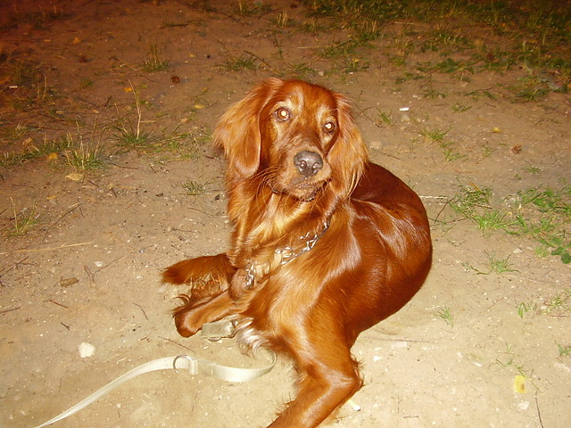 doni