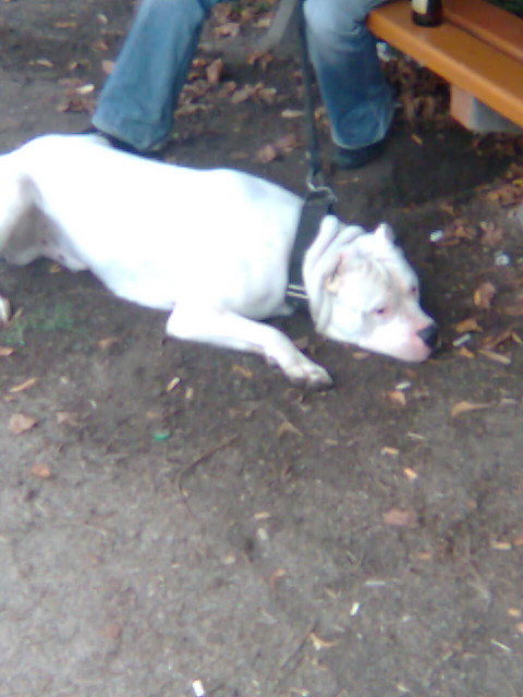 dogo argentino