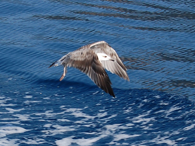 A bird.