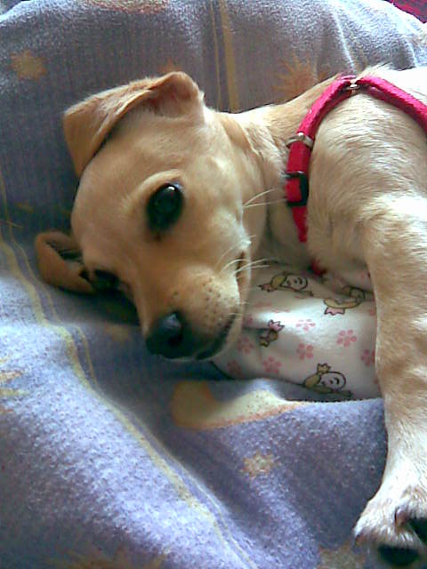 Tilka :***