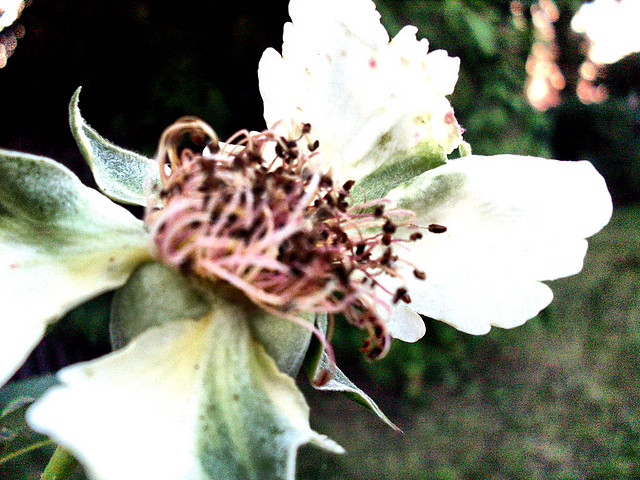 Wpis maxima