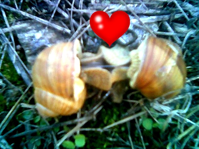 .. limaki w limaka..;D