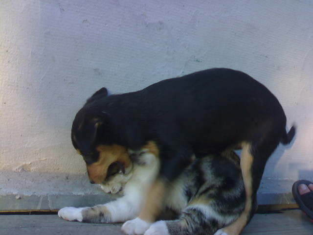 Kulka Mczy Gabi