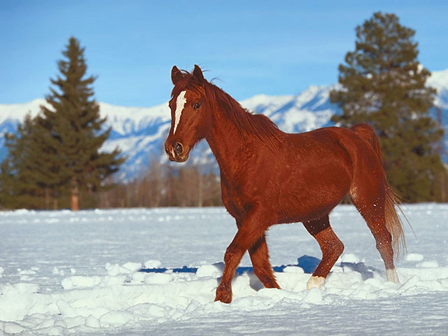 Konik 