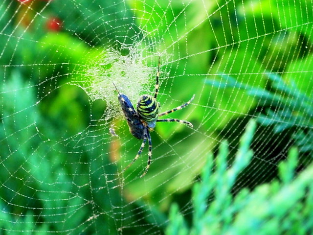 Spider ;)