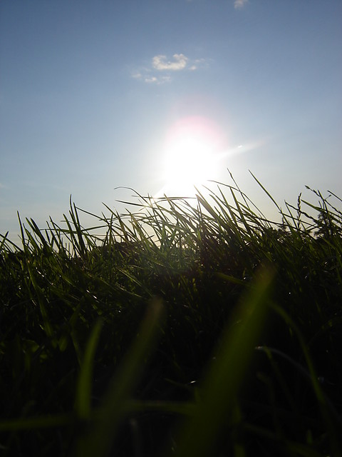 Soce, ziele 