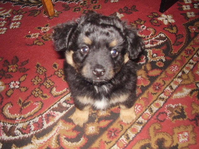 mj piesio:)