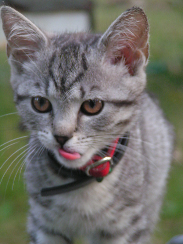 Wpis lynxus