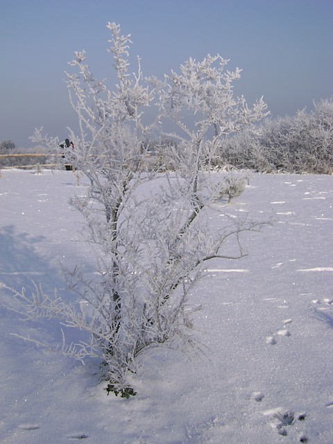 drzewo