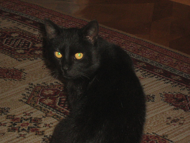 mY kAt