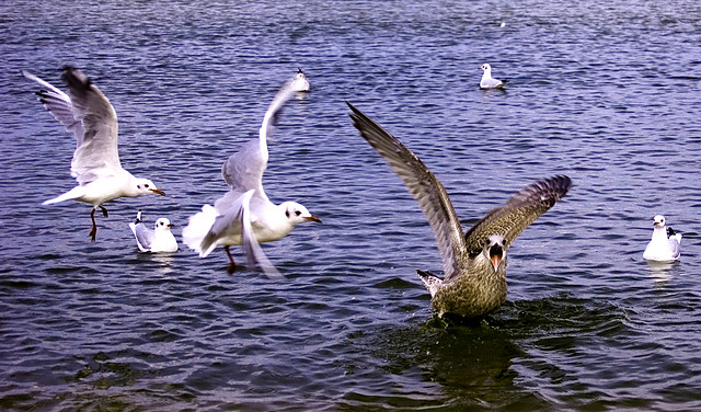 El Condor Pasat...