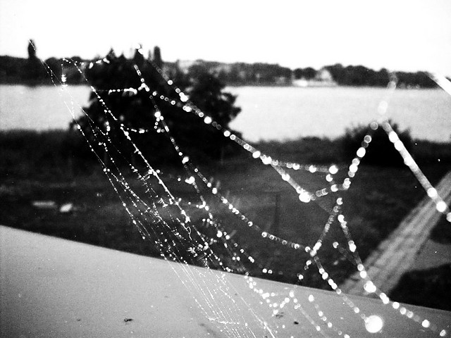 my net...