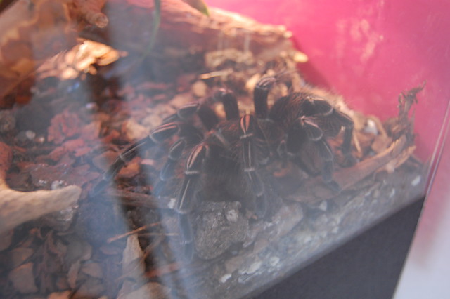 Acanthoscurria Brocklehustri