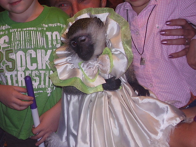 mapeczka