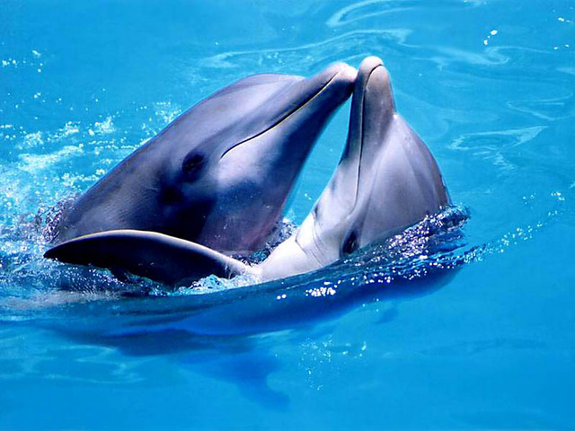 Delfinki