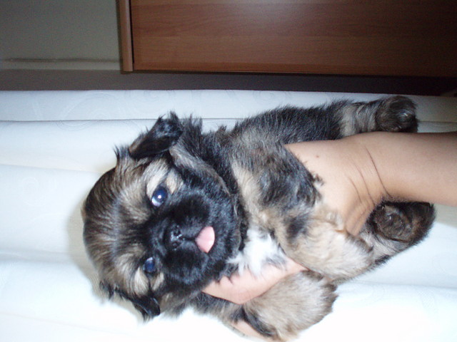 Tosia