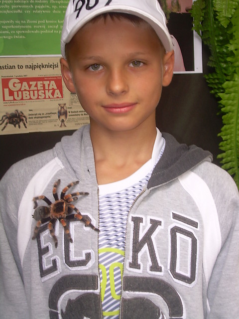 Brzydki Pajak !