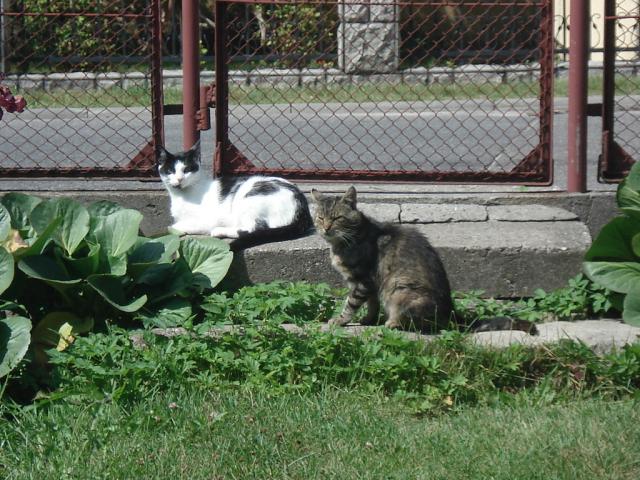 `telenowel` moja...