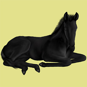 Wpis horsestarpl