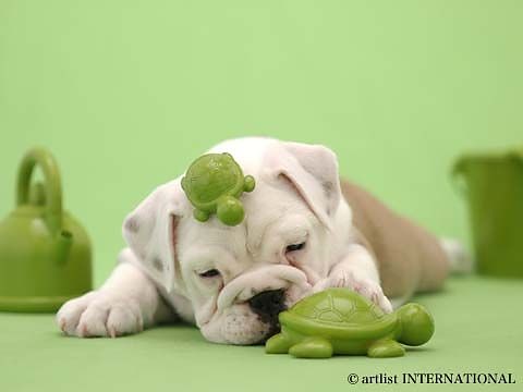 I luv sweet dogs...