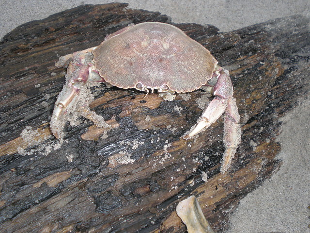 krab z USA