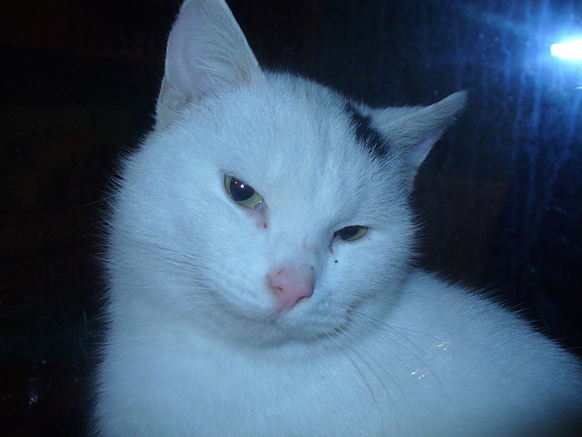 nieek