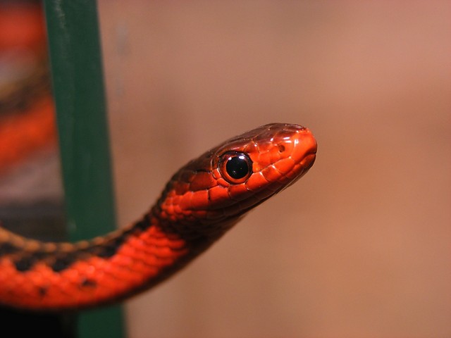 Flame Garter Snake