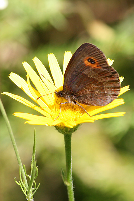 motyl :D