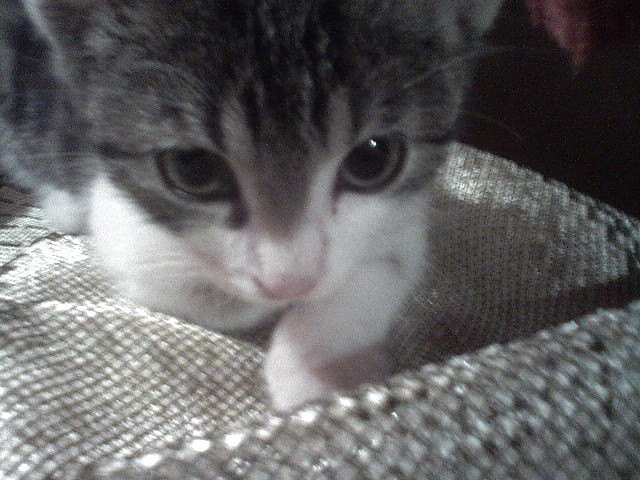 Kleo :)