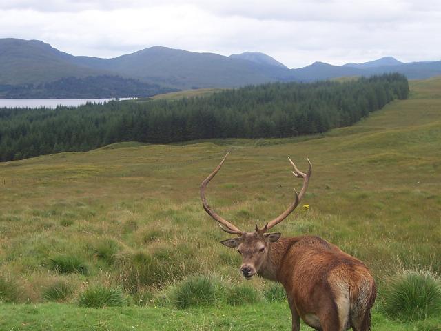 Deer in Scotland