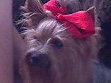 piesio:)