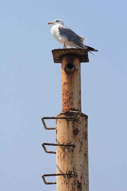 La mouette