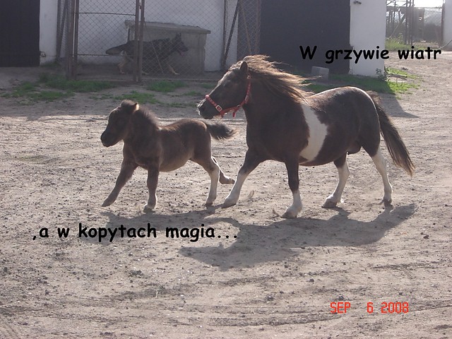 ...:::Galooooop:::...