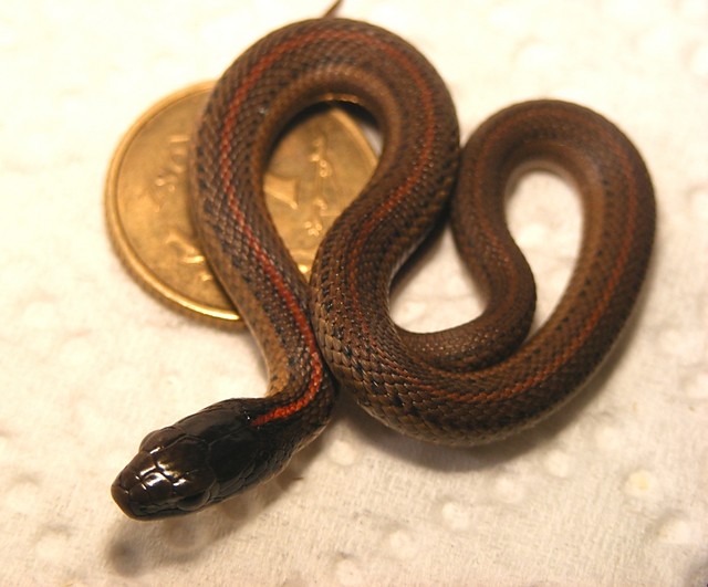 Northwestern Gartersnake