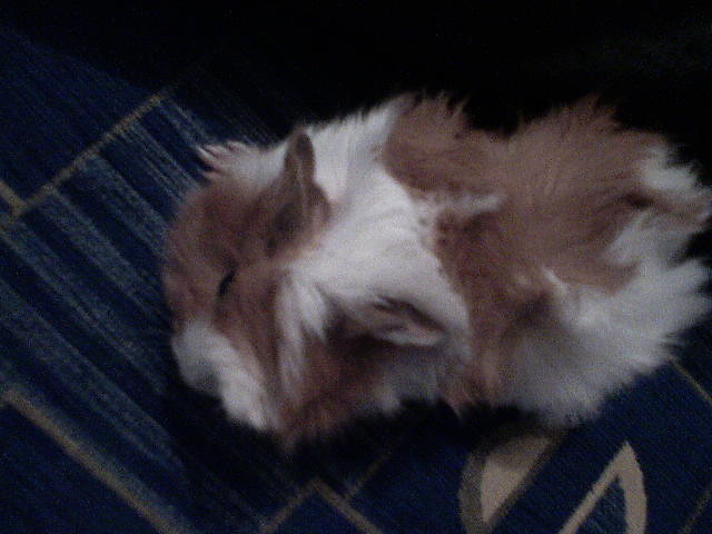 Pusia:)