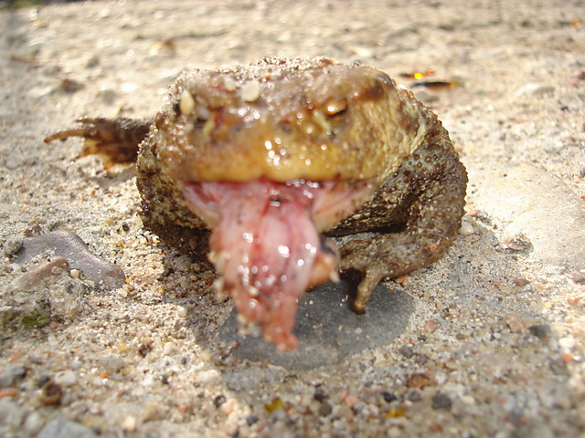 Wpis maniuss666