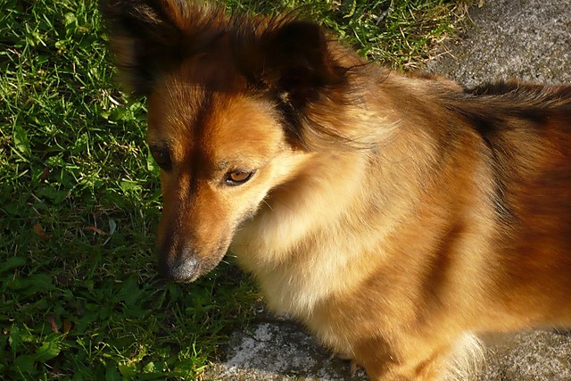 Wpis przytulkicia