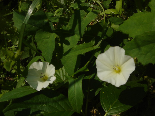 hey little apple blossom