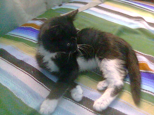 kotek:)