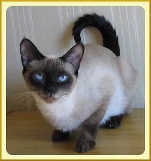 Kotek