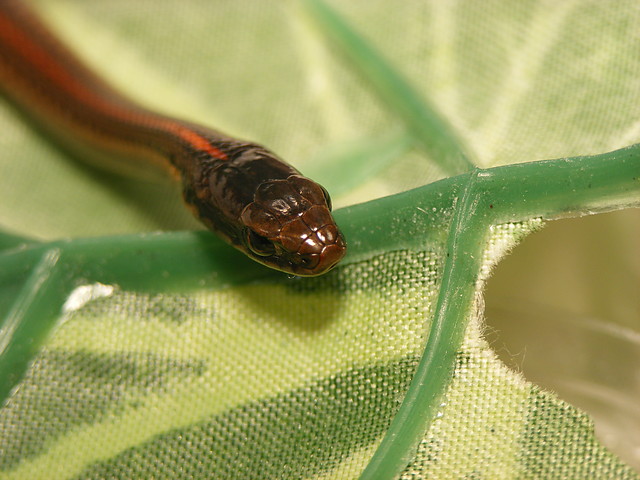 Northwestern Gartersnake 